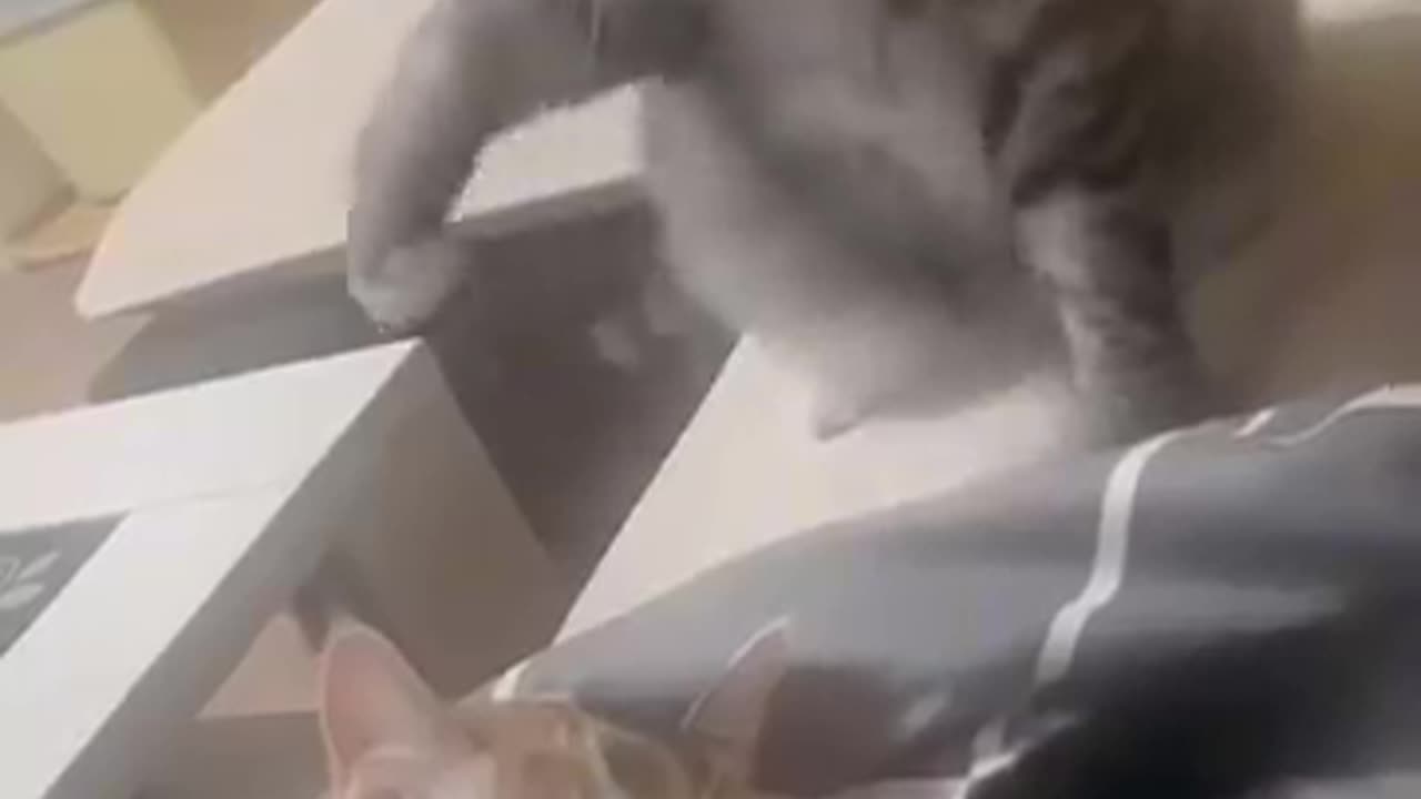 Funny animals