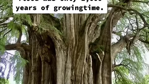 Were Giant Trees Once 3,000 ft. tall and is Devil's Tower a Gigantic Stump?