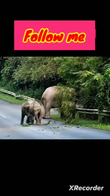 Elephants life relaxing