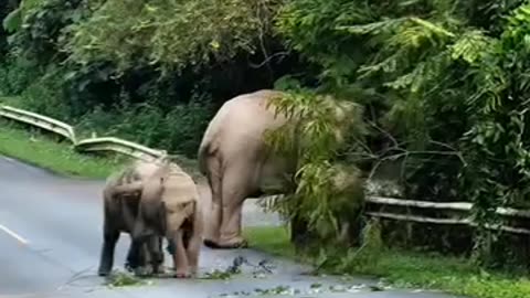Elephants life relaxing