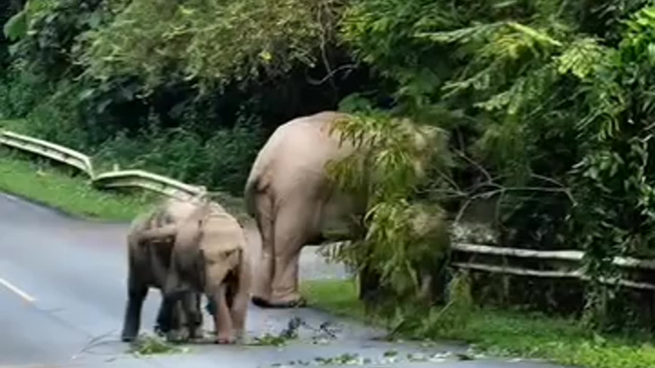 Elephants life relaxing