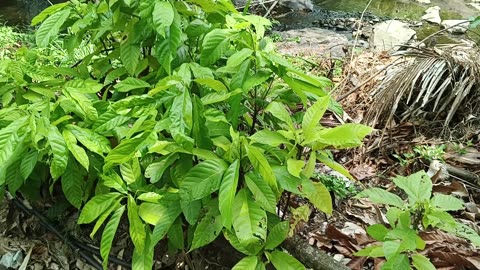 Cacao plantation Mae-On: 2025-05-10 04