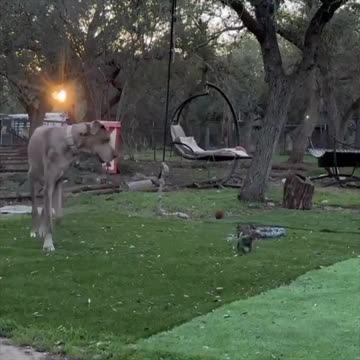 Puppy’s having fun together.. 😊