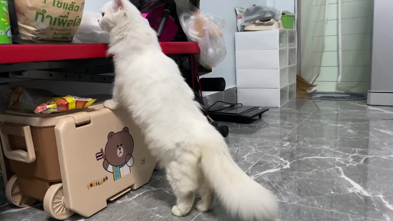 Cat animal love funny