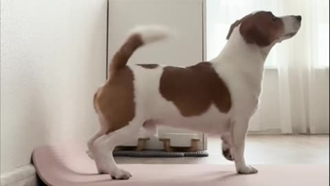 Dog Imitates Owner’s Wall Workout
