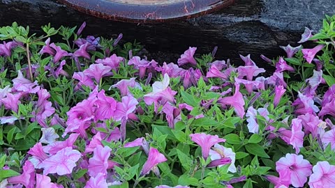 "Selection of Blossoms presented as makeshift enchanting table."