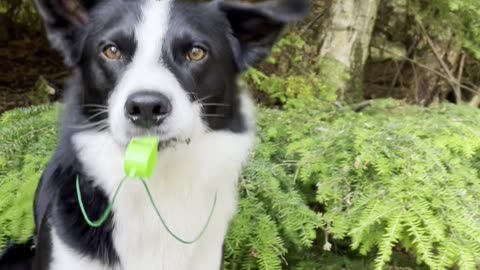 Dog Is Training to Be a Sports Coach