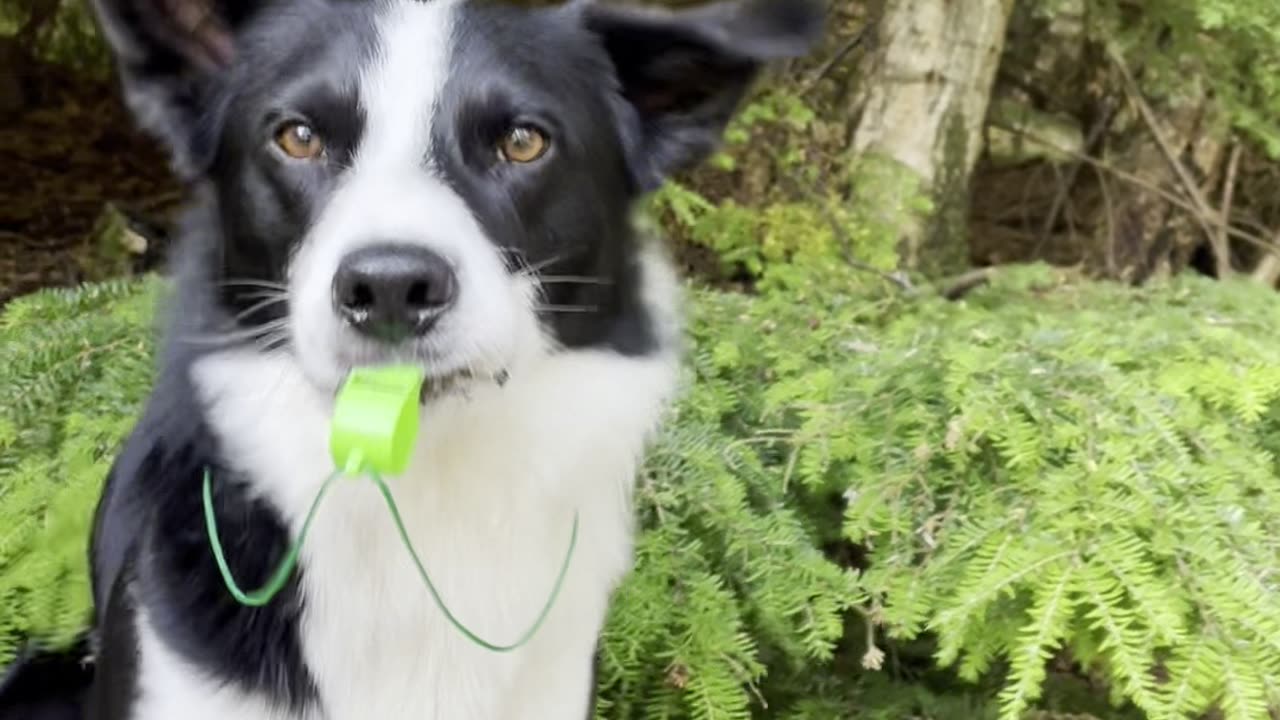Dog Is Training to Be a Sports Coach