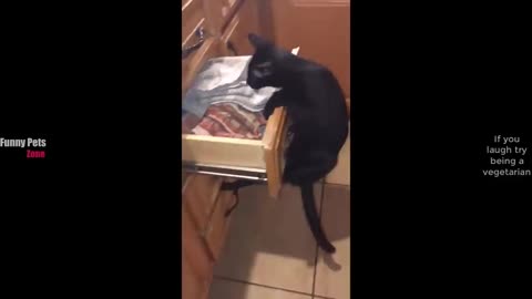 Funniest Pet Moments of 2026 😹🐶 Cats and Dogs Edition