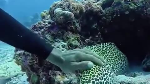 😂🌊 Funny Ocean Moment Will Make You Laugh! | FunFM