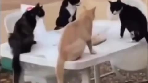 🐱🤣 When the Feline Mafia Got Together... | FunFM