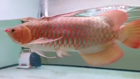 The Beauty of Arowana in Motion
