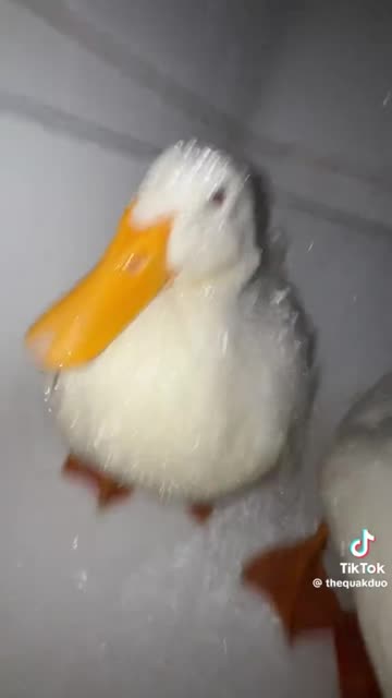 pet ducks