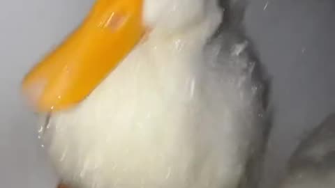 pet ducks