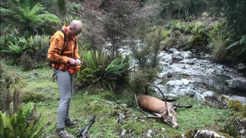 8 point stag during the roar