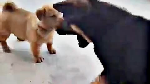😂😆 "This Dog Just Invented Comedy!" 😂😆