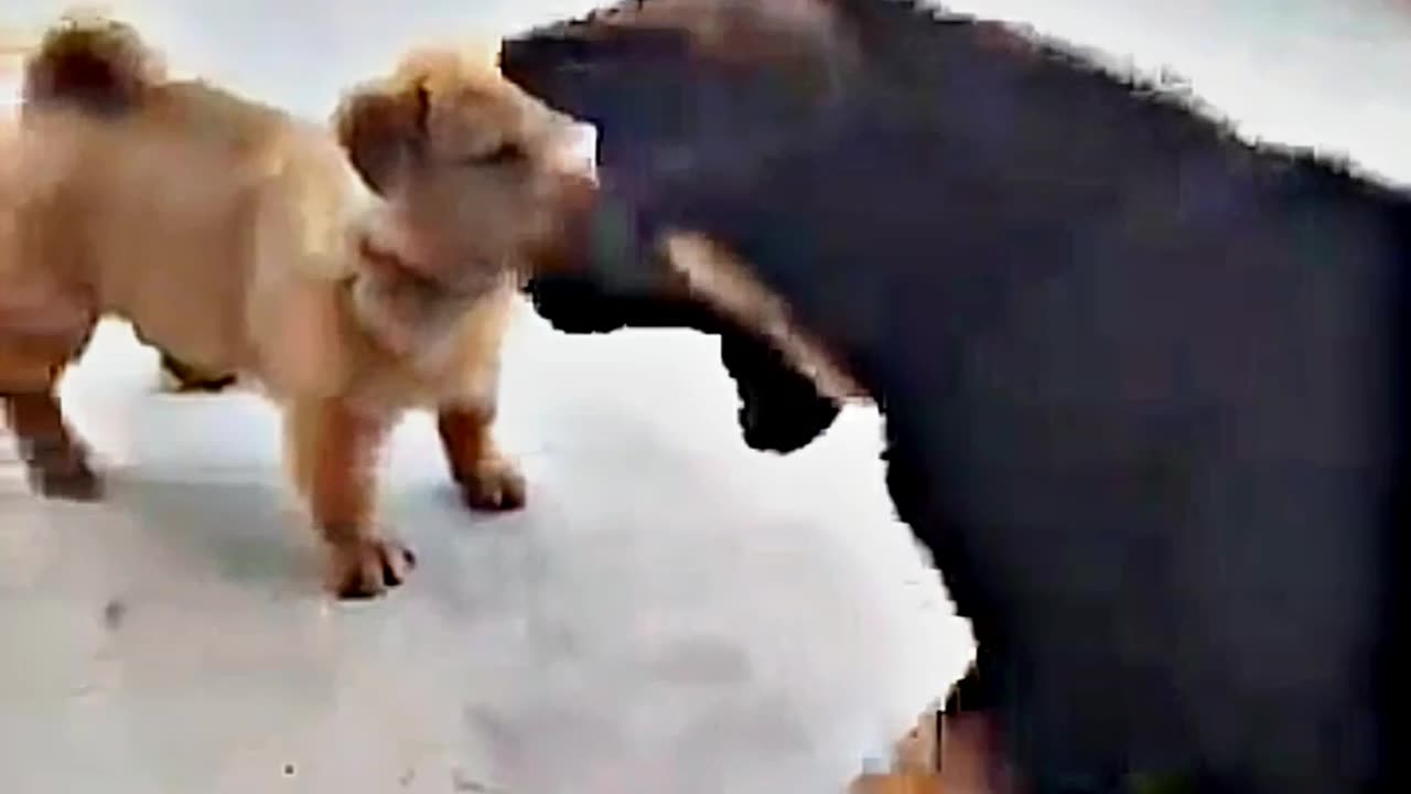 😂😆 "This Dog Just Invented Comedy!" 😂😆