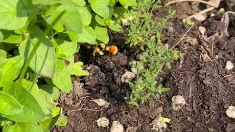 Lone Bee in my oregano and thyme