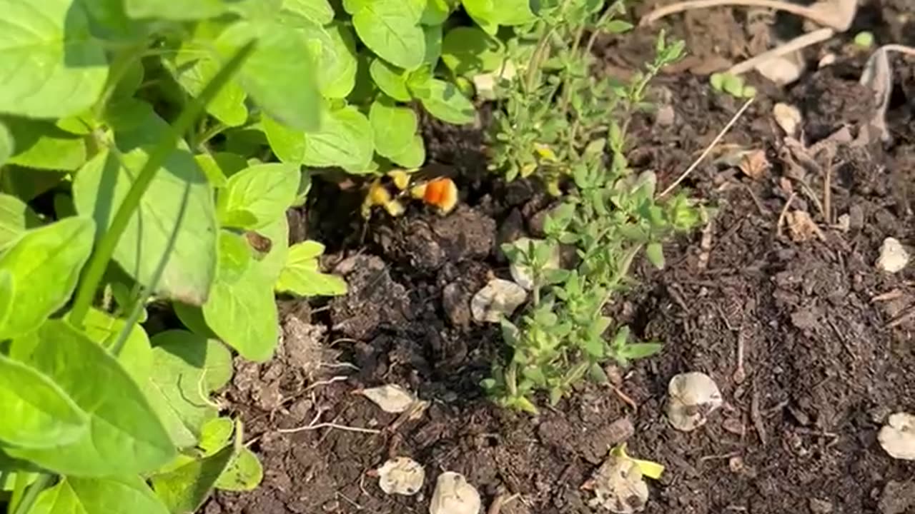 Lone Bee in my oregano and thyme
