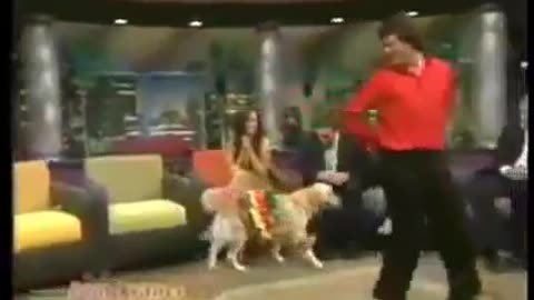 The dancing Mexican dog.