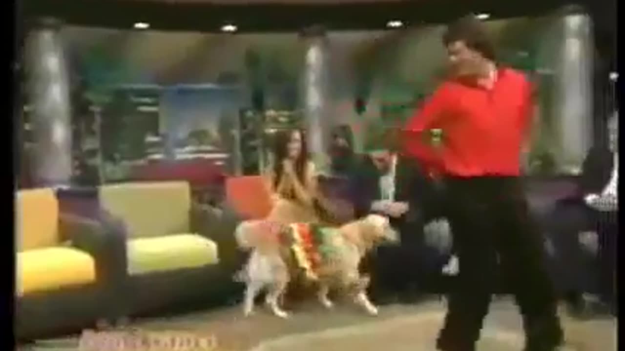 The dancing Mexican dog.