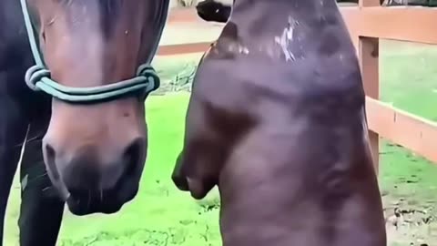 Funny Horses and Dogs Momente Amuzante cu Cai și Câini Ce Te Vor Face Să Râzi! 🐴🐶😂