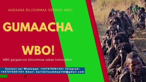 Gabaasa Gumaacha ONM-ABO Caamsaa 31-2025 itti dhiyaadhaa!