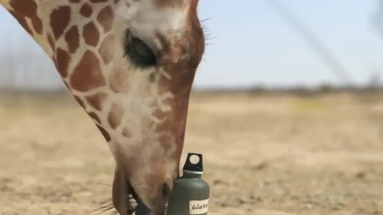 giraffe vs elephant fight for water