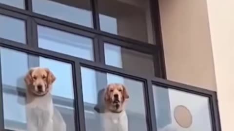 Neighborhood watch.. 😊