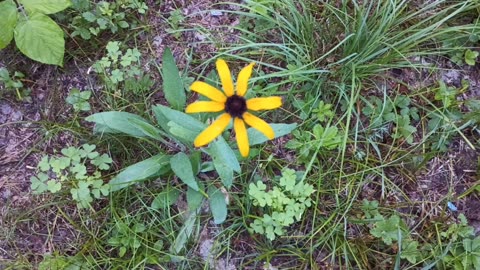 Black-eyed Susan
