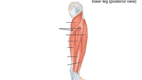 Practice identifying muscles of the Lower Leg