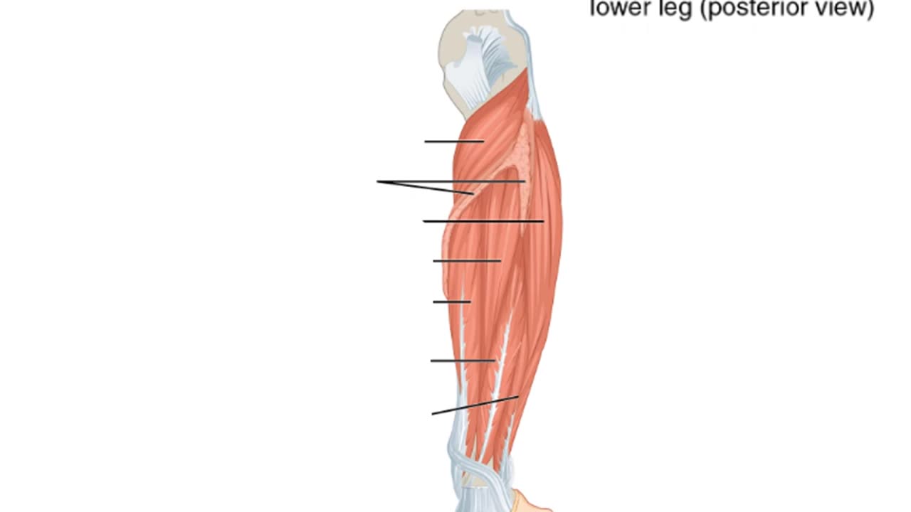 Practice identifying muscles of the Lower Leg