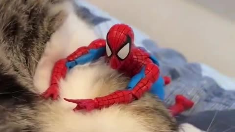 Hilarious Cat Fails You’ll Wish You Saw Sooner! 🐾😂