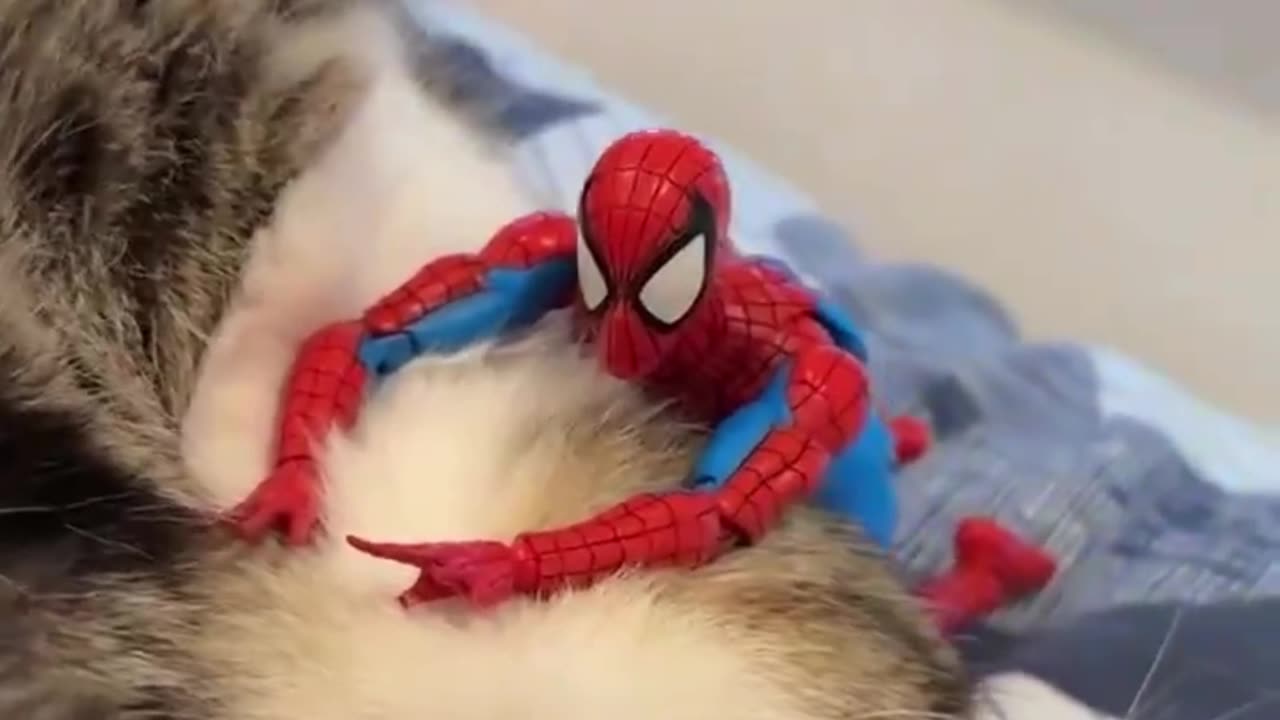 Hilarious Cat Fails You’ll Wish You Saw Sooner! 🐾😂