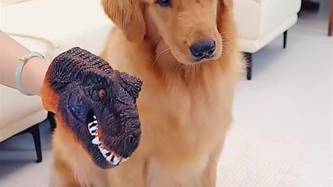 An easy trick to convince your dog to take a medicine