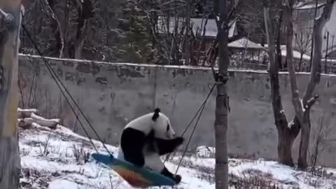 the cozy life of a panda.. 🐼🥰