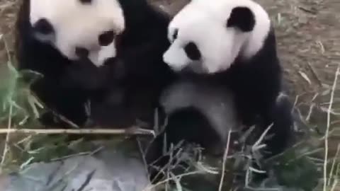 Underworld Panda Fight Club 😳🐼