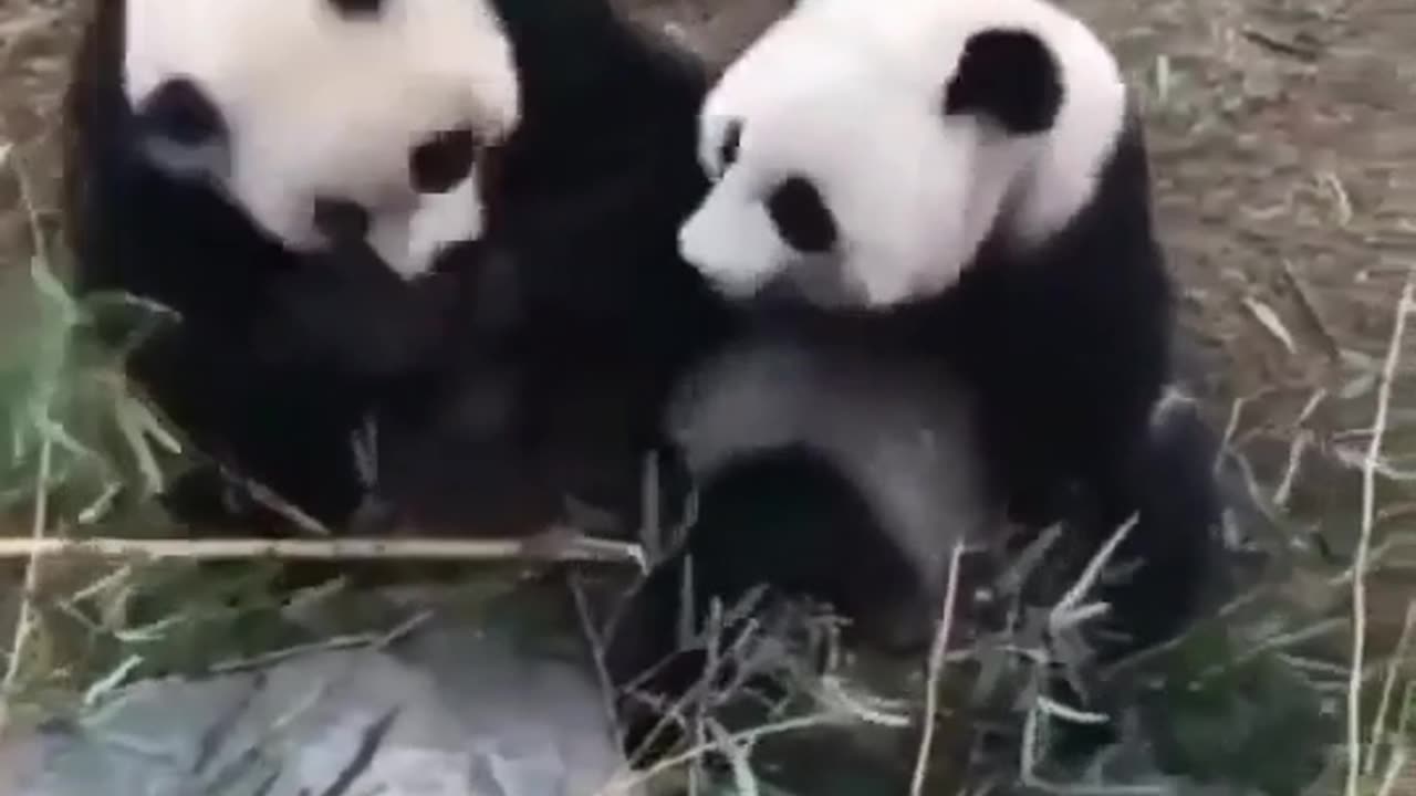 Underworld Panda Fight Club 😳🐼