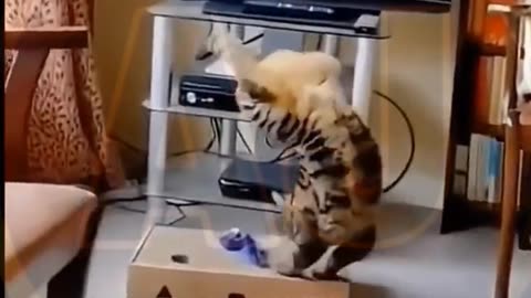 Funny video