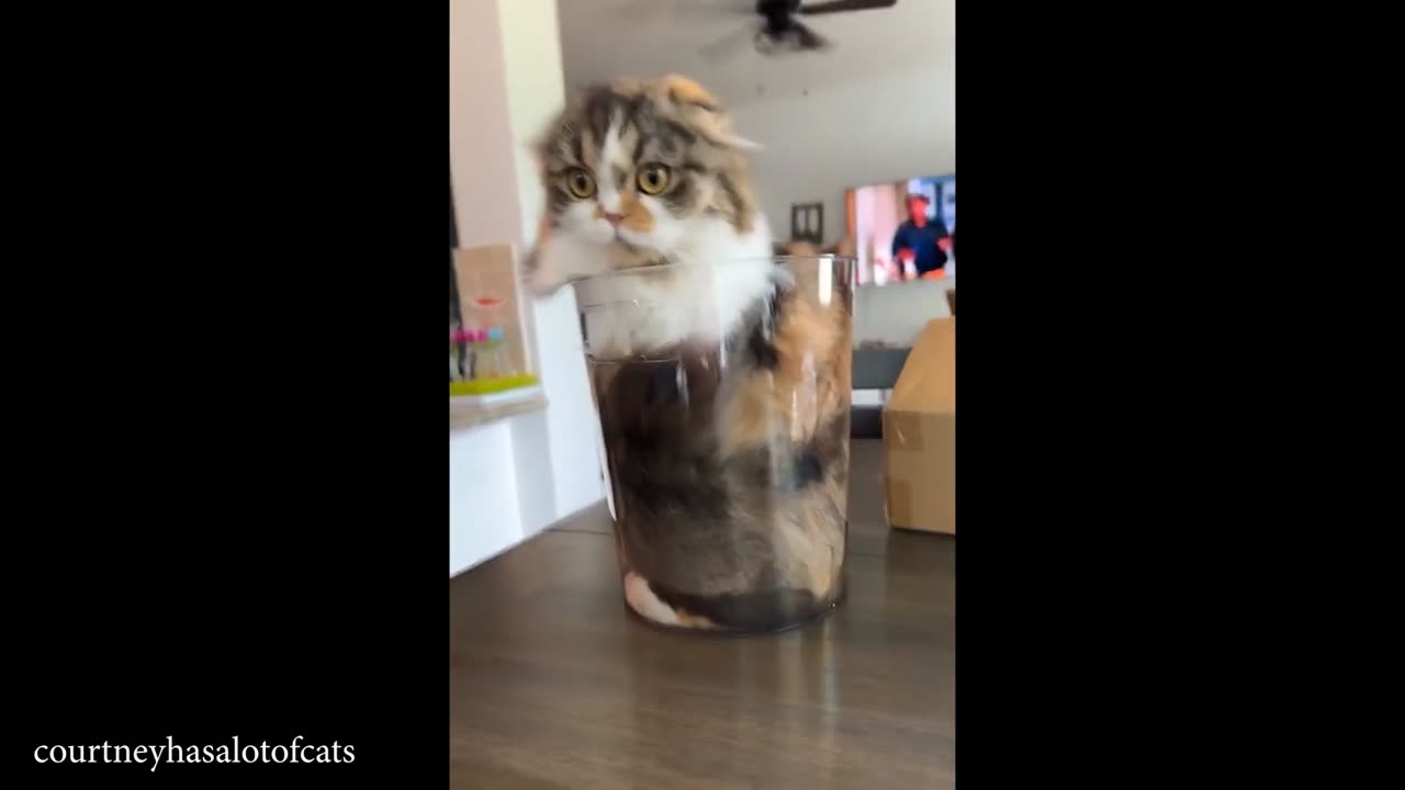 Cats Don’t Follow Rules, They Are Rules 😼