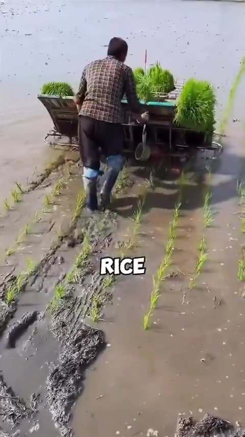 Love All Life Always #125 - Smart "Weeding" Using Nature. Everybody Wins, No Toxins Used.