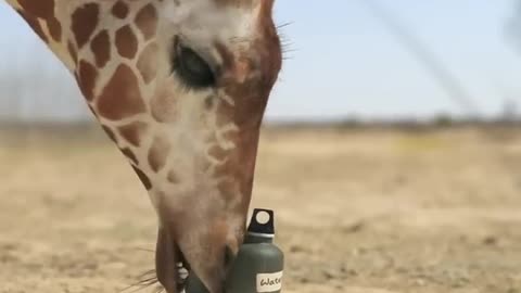 giraffe vs elephant fight for water