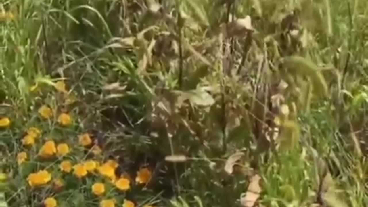 RFK Jr needs to see this