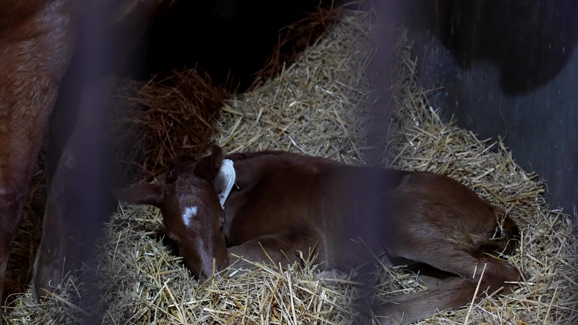 Worlds first gene-edited horses are shaking up the genteel sport of polo