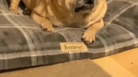 😂Funniest pug dog | cute and funny dogs compilatio