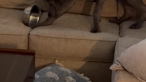 I’m Not Sure You Were Aware, but My Bowl Is Empty