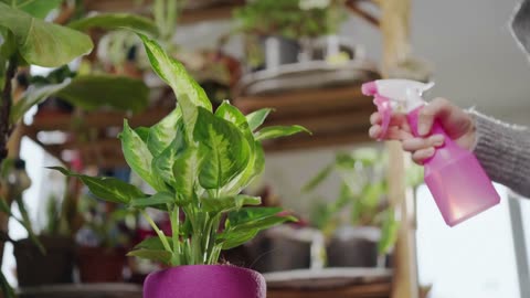 How to Grow Parlor Palm