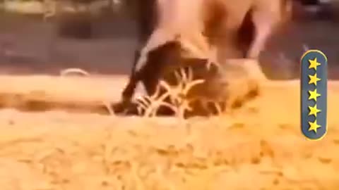 Dangerous animal fight video