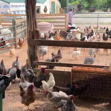 It's her! It's her! It's the lady with the SNACKS!!!!