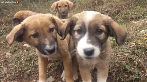 Funny animal video 2025